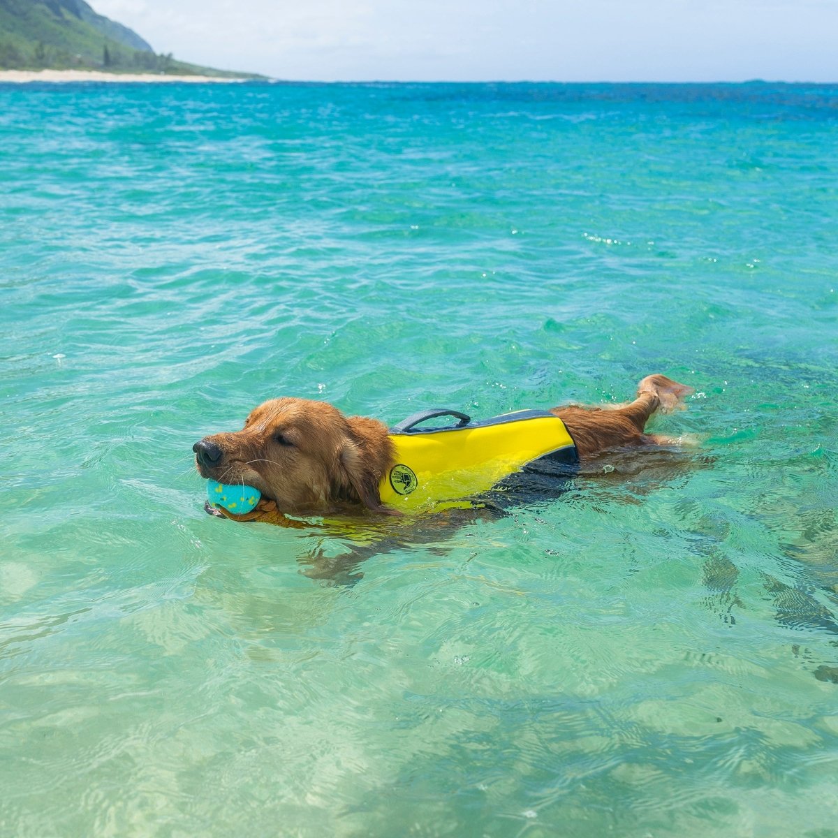 Body Glove Neoprene Pet Life Jacket