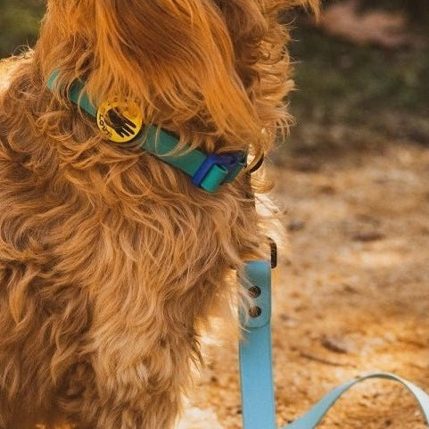 Body Glove Waterproof Dog Collar & Leash Bundle