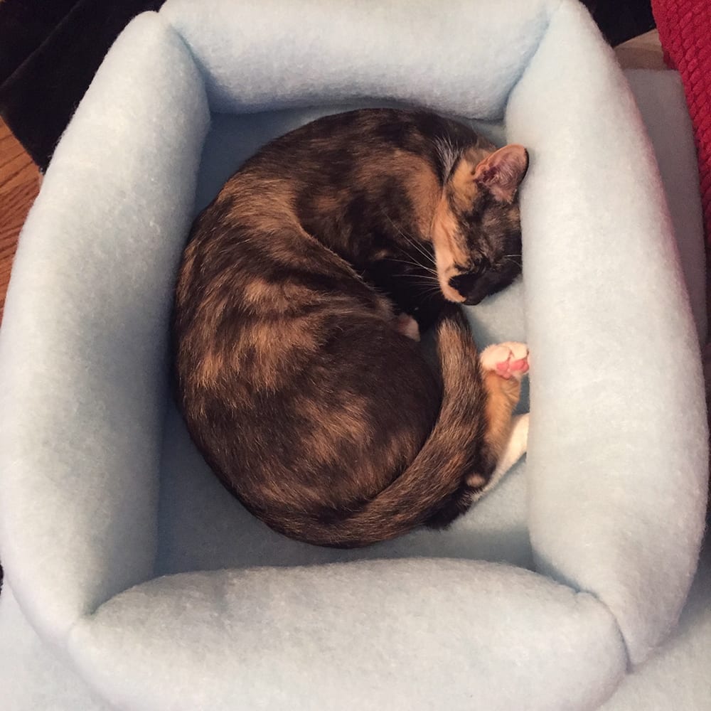 Kitty Kuddler Nesting Cat Bed