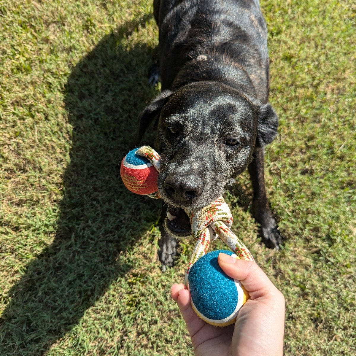 Pendleton Lasso Rope Dog Toy