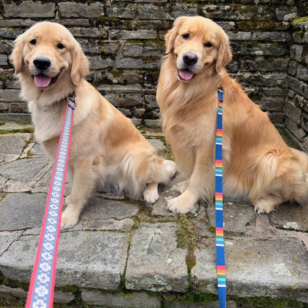 Pet Collars and Leashes - Walk Bundles